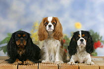 Domestic dogs, three Cavalier King Charles Spaniel (black and tan, Blenheim and tricolor) in a line
