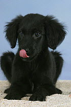 Domestic dog, Flat Coated Retriever puppy, 12 weeks, licking his nose
