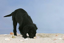 Domestic dog, Flat Coated Retriever, puppy, 12 weeks, digging and sniffing in sand