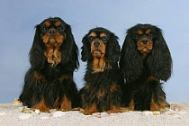 Domestic dogs, three Cavalier King Charles Spaniels (black and tan)