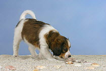 Domestic dog, Small Dutch Waterfowl Dog / Kooiker Hound / Kooikerhondje puppy, 6 weeks, sniffing around shells and sand