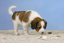 Domestic dog, Small Dutch Waterfowl Dog / Kooiker Hound / Kooikerhondje puppy, 6 weeks, sniffing around shells and sand