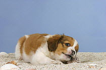 Domestic dog, Small Dutch Waterfowl Dog / Kooiker Hound / Kooikerhondje puppy, 6 weeks, biting on shell with sand on its nose.