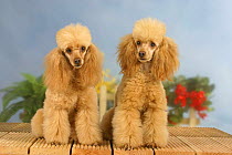 Domestic dogs, two Apricot Miniature Poodles