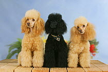 Domestic dogs, Black and Apricot Miniature Poodles sitting in a line