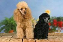 Domestic dog, 6 week old silver Miniature Poodle puppy with apricot Miniature Poodle