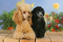 Domestic dog, 6 week old silver Miniature Poodle puppy with apricot Miniature Poodle