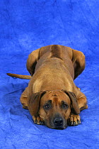 Domestic dog, Rhodesian Ridgeback lying down, note ridge on back