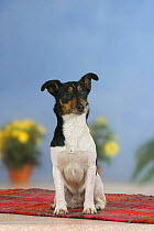 Domestic dog, Jack Russell Terrier