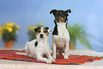 Domestic dog, two Jack Russell Terriers