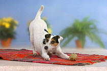 Domestic dog, Jack Russell Terrier, play bow