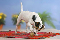 Domestic dog, Jack Russell Terrier playing with rawhide ball