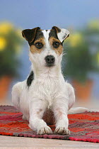 Domestic dog, Jack Russell Terrier
