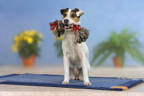 Domestic dog, Jack Russell Terrier holding toy