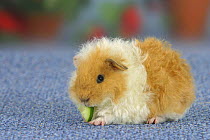 Texel Guinea Pig, buff-white, eating piece of cucumber