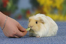 Coronet Guinea Pig, cream-white, being fed a piece of cucumber