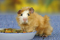 Young Abyssinian Guinea Pig, satin buff-white, at feeding bowl