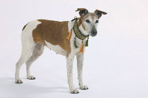 Domestic dog, Smooth Fox Terrier, 16 years