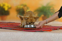 Domestic dog, longhaired Chihuahua getting feeding bowl
