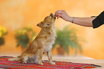 Domestic dog, longhaired Chihuahua getting treat