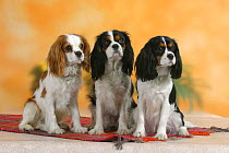 Domestic dog, three Cavalier King Charles Spaniels (Blenheim and tricolor)