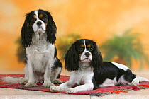 Domestic dog, two Cavalier King Charles Spaniels (tricolor)