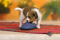 Domestic dog, Small Dutch Waterfowl Dog / Kooiker Hound /  Kooikerhondje puppy, 6 weeks, gnawing on slipper