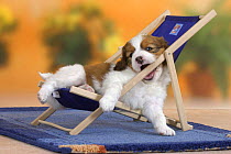 Domestic dog, Small Dutch Waterfowl Dog / Kooiker Hound /  Kooikerhondje puppy, 6 weeks, playing on chair