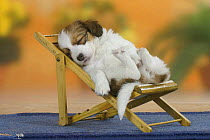 Domestic dog, Small Dutch Waterfowl Dog / Kooiker Hound /  Kooikerhondje puppy, 6 weeks, sleeping on chair