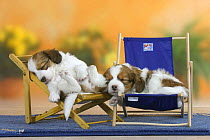 Domestic dog, two Small Dutch Waterfowl Dog / Kooiker Hound /  Kooikerhondje puppies 6 weeks, sleeping on deckchairs