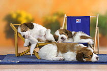 Domestic dog, three Small Dutch Waterfowl Dog / Kooiker Hound /  Kooikerhondje puppies, 6 weeks, sleeping on deckchairs