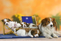 Domestic dog, Small Dutch Waterfowl Dog / Kooiker Hound /  Kooikerhondje with three sleeping puppies, 6 weeks, on deckchairs
