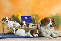 Domestic dog, Small Dutch Waterfowl Dog / Kooiker Hound /  Kooikerhondje with three sleeping puppies, 6 weeks, on deckchairs