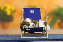 Domestic dog, Small Dutch Waterfowl Dog / Kooiker Hound /  Kooikerhondje puppy, 6 weeks, sleeping on chair