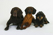 Domestic dogs, German Shorthaired Pointer, Bavarian Mountain Scenthound and Wirehaired Dachshund