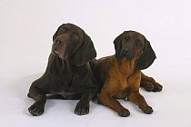 Domestic dogs, German Shorthaired Pointer and Bavaria Mountain Scenthound