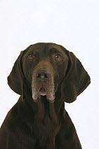 Domestic dog, German Shorthaired Pointer