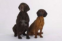 Domestic dog, German Shorthaired Pointer and Bavaria Mountain Scenthound