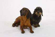 Domestic dog, Bavarian Mountain Scenthound and Wirehaired Dachshund