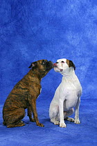 Domestic dog, tricolour German Boxer licking the face of a brindled German Boxer