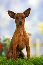 Domestic dog, Miniature Pinscher with cropped ears