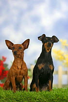 Domestic dogs, two Miniature Pinschers, one with cropped ears and the other with natural ears