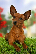 Domestic dog, Miniature Pinscher with cropped ears