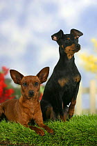 Domestic dogs, two Miniature Pinschers, one with cropped ears and the other with natural ears