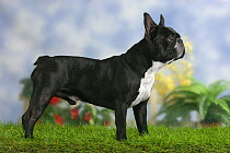 Domestic dog, French Bulldog standing in show stack
