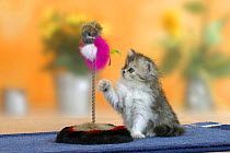 Persian kitten, 6 weeks, playing with toy