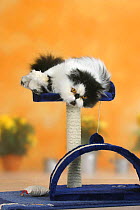 Persian Cat lying on play frame.