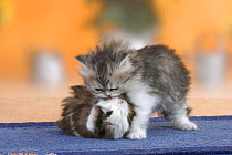 Persian Cat kitten, 6 weeks, playing with domestic Guinea Pig (Cavia porcellus)