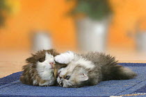 Persian Cat, kitten, 6 weeks, playing with domestic Guinea Pig (Cavia porcellus)