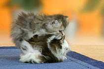Persian Cat, kitten, 6 weeks, on top of domestic Guinea Pig (Cavia porcellus)